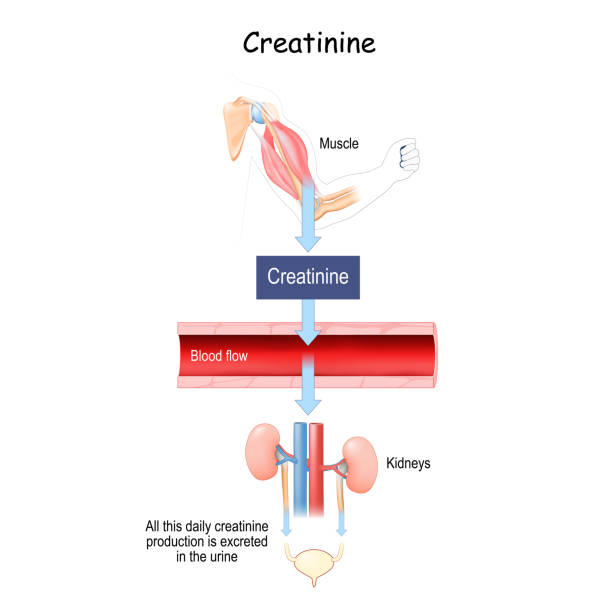 Top Creatinine Treatment Doctor in Andheri